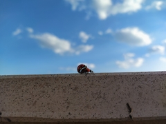 Coccinella septempunctata