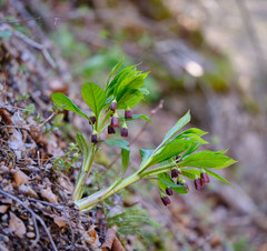 Scopolia carniolica
