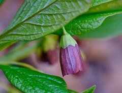 Scopolia carniolica