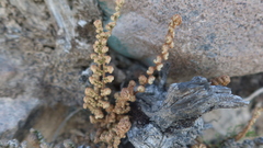 Cheilanthes scariosa