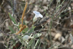 Convolvulus virgatus