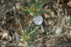 Convolvulus virgatus
