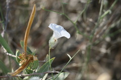 Convolvulus virgatus