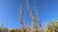 Ephedra americana