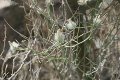 Convolvulus virgatus