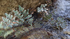 Cheilanthes arequipensis