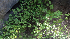 Adiantum poiretii