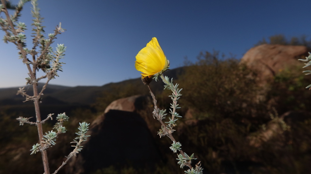 Balbisia meyeniana