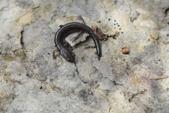 Plethodon dorsalis