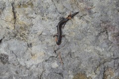Plethodon dorsalis