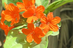 Cordia sebestena