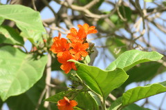 Cordia sebestena