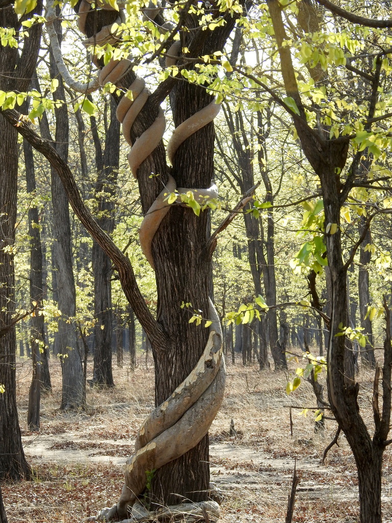 Python Vine
