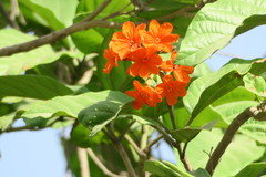 Cordia sebestena