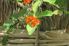 Cordia sebestena