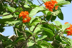 Cordia sebestena