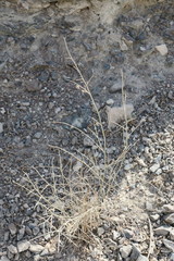 Crotalaria aegyptiaca