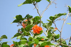 Cordia sebestena