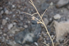 Crotalaria aegyptiaca