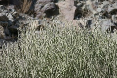 Euphorbia larica