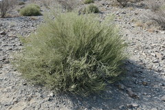 Euphorbia larica