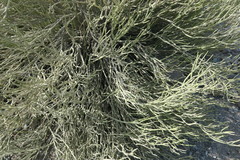 Euphorbia larica