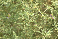 Zygophyllum indicum