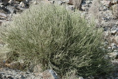 Euphorbia larica