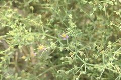Zygophyllum indicum