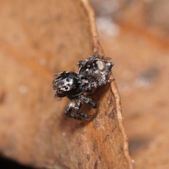 Maratus trigonus
