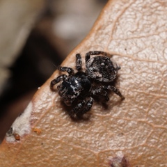Maratus trigonus