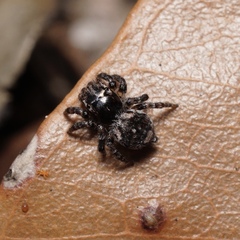 Maratus trigonus