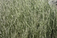 Euphorbia larica