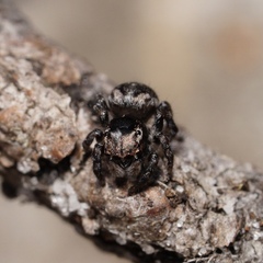 Maratus trigonus
