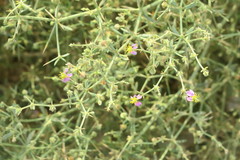 Zygophyllum indicum