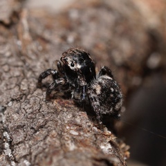 Maratus trigonus