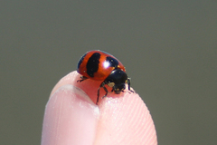 Coccinella monticola