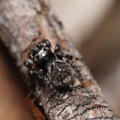 Maratus trigonus