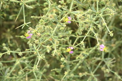 Zygophyllum indicum