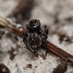 Maratus trigonus