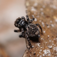 Maratus trigonus