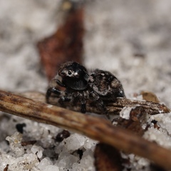Maratus trigonus