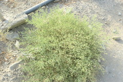 Zygophyllum indicum