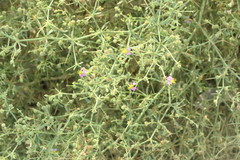 Zygophyllum indicum