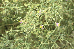 Zygophyllum indicum