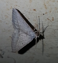 Isturgia penthearia