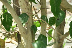 Ficus religiosa
