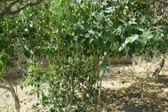 Ficus religiosa