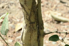 Ficus religiosa