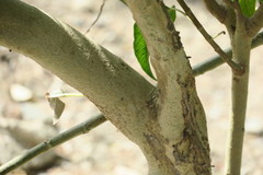 Ficus religiosa